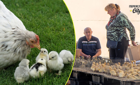 Базар на Трійцю в Переяславі був велелюдним: продавали навіть квочку з курчатами