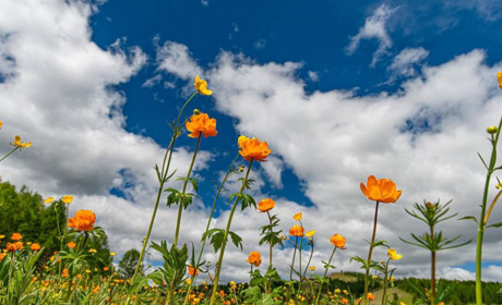 Погода в Кагарлику та Ржищеві на тиждень - з 5 по 11 червня