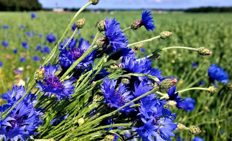 Погода на 5-11 червня: коли чекати на дощі