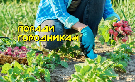 Щоб троянди пишно квітували, а морква не розтріскувалася: поради городникам і квітникарям на червень
