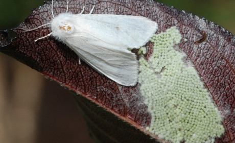 Як боротися з паразитичним білим метеликом: поради фахівців