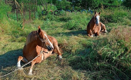 «Нарешті ми відкрилися!»: Ранчо «Біла Підкова» відновило свою роботу у Нікополі. Історія повернення