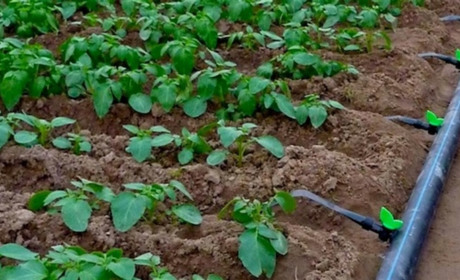 Як зробити автополив своїми руками