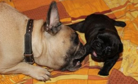 Що їдять французькі бульдоги і чим їх годувати?