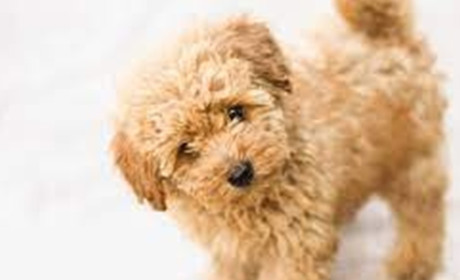 Характеристика породи собак Міні-пудель