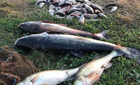 Держпродспоживслужба закликає утриматися від споживання риби невідомого походження