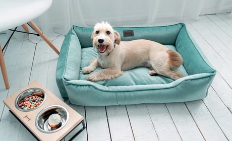 Почему так важны лежанки для собак