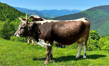 На полонині Менчул працюватиме пункт прийому молока та виготовлятимуть сир “Емменталь”