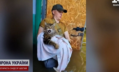Евакуювали човном під обстрілами: історія порятунку мейн-куна Макса із Херсона