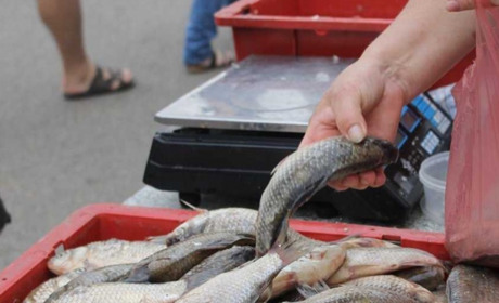 Южненців закликають не вживати та не купувати рибу