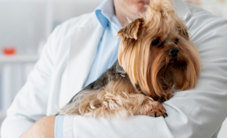 Ветпрепараты: улучшение здоровья и благополучия животных