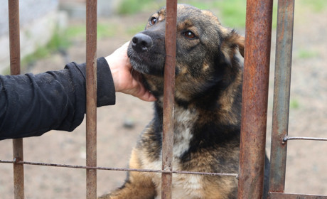 Вода для собак - це життя: як в умовах дефіциту води працює нікопольський притулок для тварин