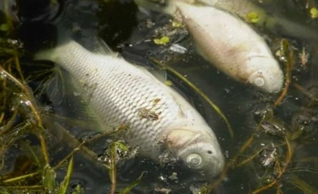 У Новій Каховці тхне тухлою рибою