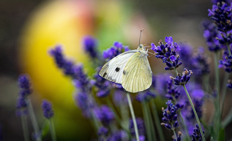 Погода у Старокостянтинові на 19-25 червня: очікується спека, ймовірні дощі з грозами