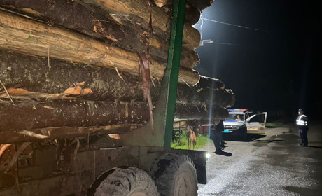 У Закарпатській області чоловік незаконно перевозив ялинки. Яка відповідальність йому загрожує