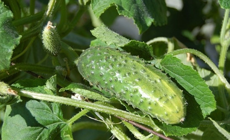 Чим підживити огірки, щоб отримати гарний врожай
