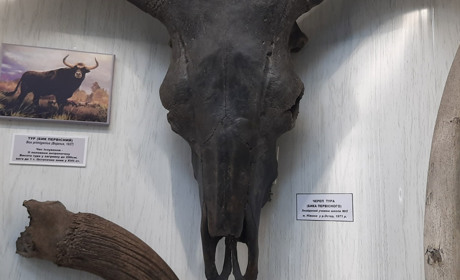 ЧЕРЕП ТУРА ІЗ РУСЛА РІЧКИ ОСТЕР