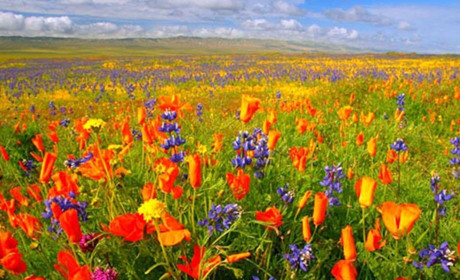 Щоденник війни. Тиждень шістдесят третій. Квітуча Україна переживе всіх