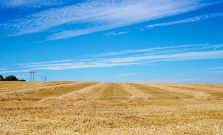 Висадили понад 184 тисяч гектарів культур: на Закарпатті завершили весняну посівну кампанію