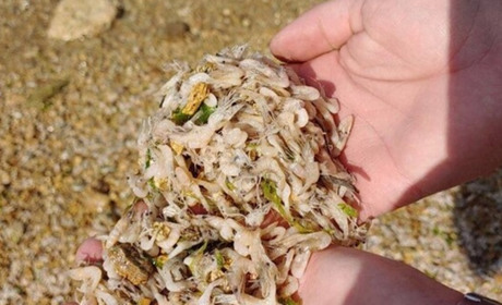 У Хаджибейському лимані в районі села Усатове масово загинули бички та креветки