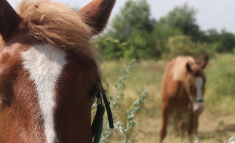 Коні, нутрії, мармурові лиси: які тварини живуть на ранчо «Біла Підкова». Фотозвіт