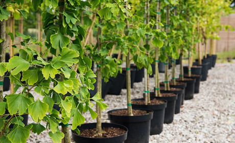 Як обрати саджанці за сезоном: поради від Ідея-Сад