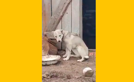 Господарі за добу: зооволонтерка із Гадяча шукає господарів для собаки, яку погрожують убити