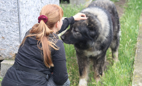 Із Торецька до Нікополя: історія пса Рашида, який чекає на нову родину в притулку для тварин