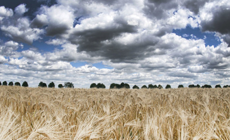 Погода в Кагарлику та Ржищеві на тиждень - з 3 по 9 липня