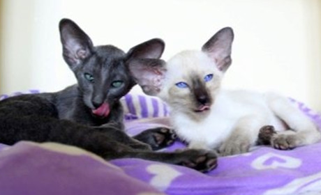 Детальний опис котів породи Орієнтальна короткошерста