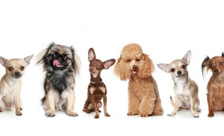 Які існують маленькі породи собак?