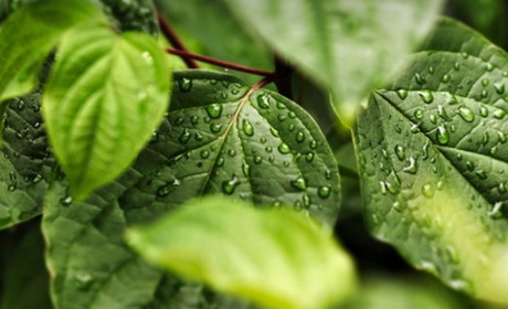 Погода у Старокостянтинові на 3-9 липня: коли чекати дощів із грозами