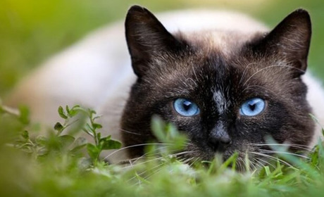 Як вибрати ім'я для кота або кішки?