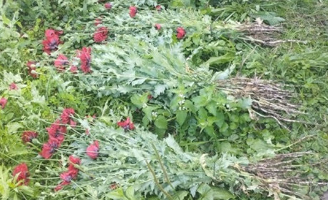 Операція «Мак»: на подвір’ї жительки Сарненщини виявили заборонену рослину