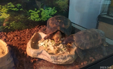 У Жовтих Водах можна подивитися виставку "Світ черепах": фото та відео