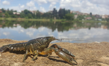 Золотонісцям вже можна ловити раків і рибу