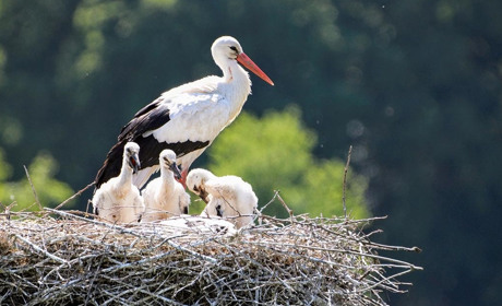 Допоможіть провести Всеукраїнський облік лелек – гніздування птахів в умовах війни