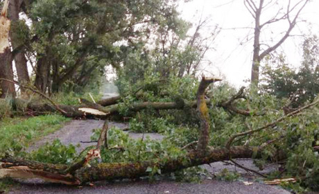 На Кагарличчині вітер пошкодив електромережі. Дороги розчищають від повалених дерев