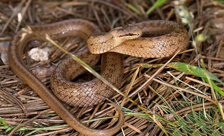 Жителя Сарненського району вкусила гадюка — чоловік у лікарні