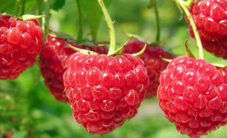 Час їсти малину: для чого і кому потрібна ароматна ягода