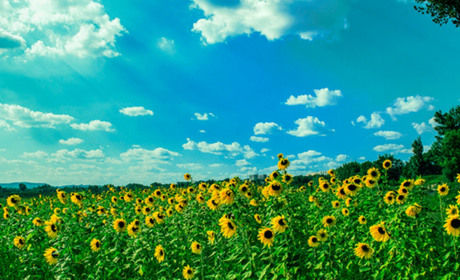 Погода в Кагарлику та Ржищеві на тиждень - з 17 по 23 липня