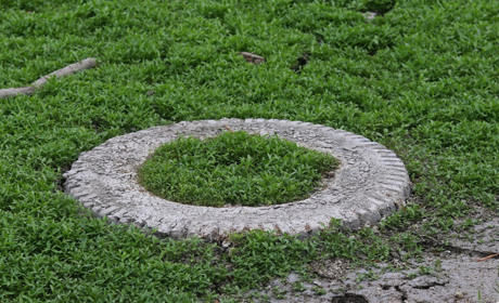 Зелений килим на шарі мулу: як виглядає дно заплави Каховського водосховища