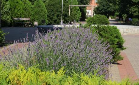 Фото дня: над квітами лаванди у Нікополі помічено комаху з Червоної книги України