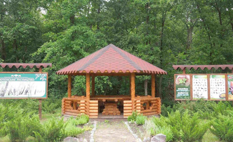 Заборона відвідування лісів: правила мінної безпеки та де на Гадяччині можна безпечно відпочивати