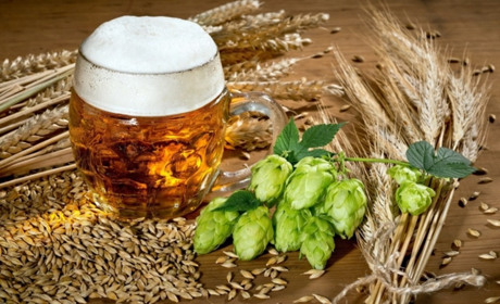 Хмель как основной компонент пива