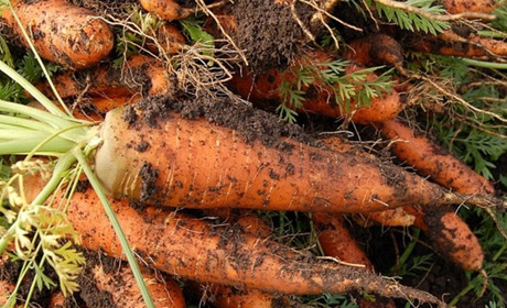 Календар садівника та городника на серпень 2023