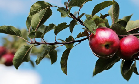 Церковний календар на серпень 2023: православний та католицький