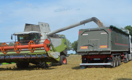 Жнива на Кагарличчині: в «Агрофорті» вже зібрали ріпак, на черзі – пшениця та гірчиця