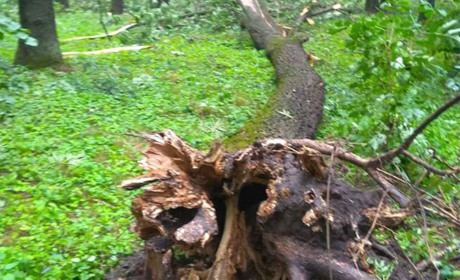 Буревій на Кагарличчині: масштаби пошкоджень від стихії уточнюються