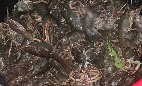 Любитель раків у Кагарлику завдав збитків рибгоспу на понад 300 тисяч грн